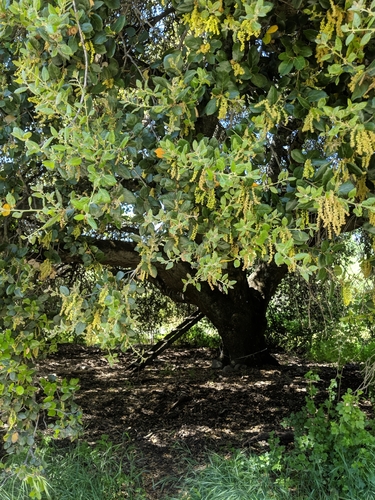 iNaturalist observation photo of coast live oak