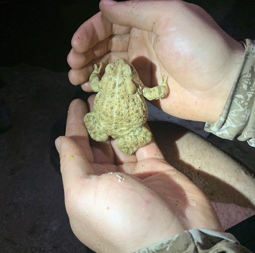 iNaturalist observation photo of Woodhouse's Toad