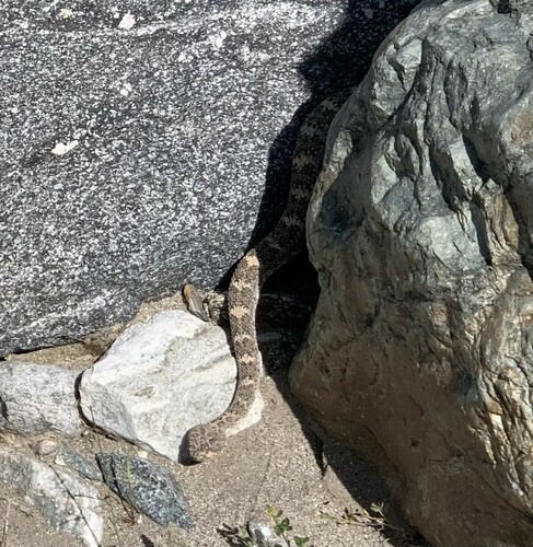 iNaturalist observation photo of Southwestern Speckled Rattlesnake