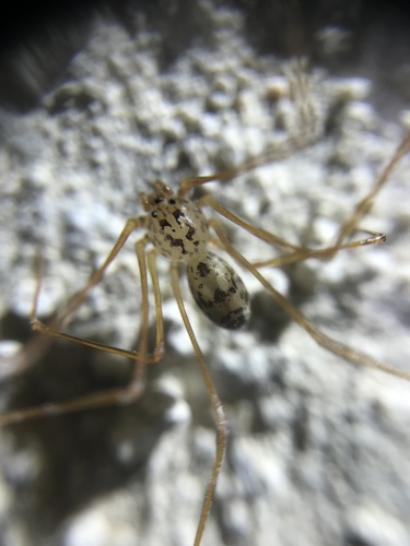 Scytodes intricata