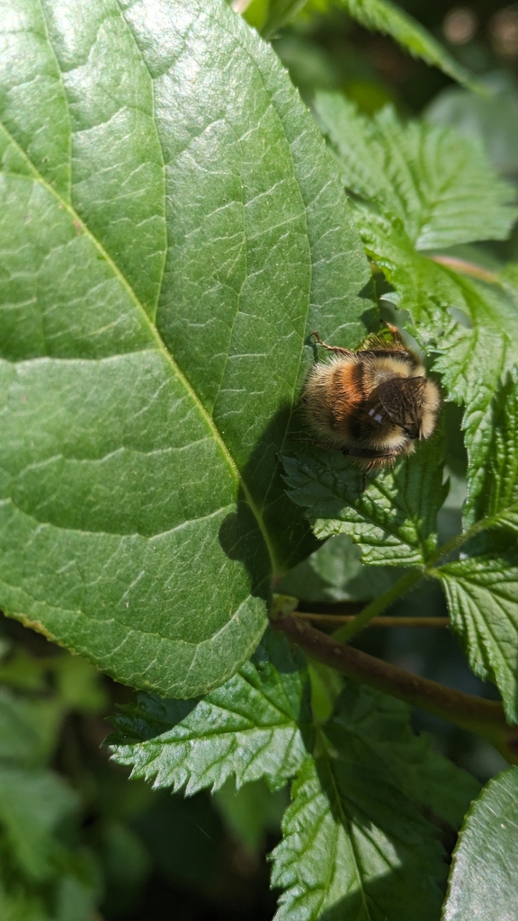 Yellow-Fronted Bumble Bee from Seaside, OR 97138, USA on April 22, 2024 ...