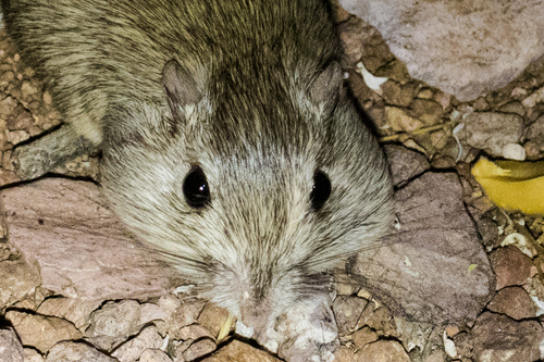 Bailey's Pocket Mouse