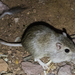 Bailey's Pocket Mouse - Photo (c) BJ Stacey, all rights reserved