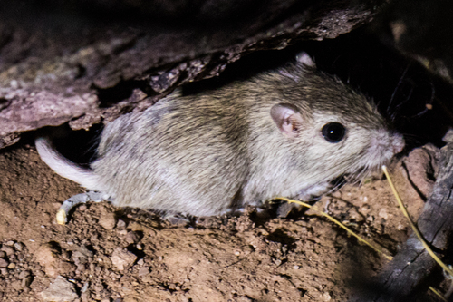 Bailey's Pocket Mouse