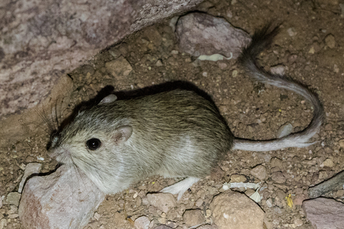 Bailey's Pocket Mouse