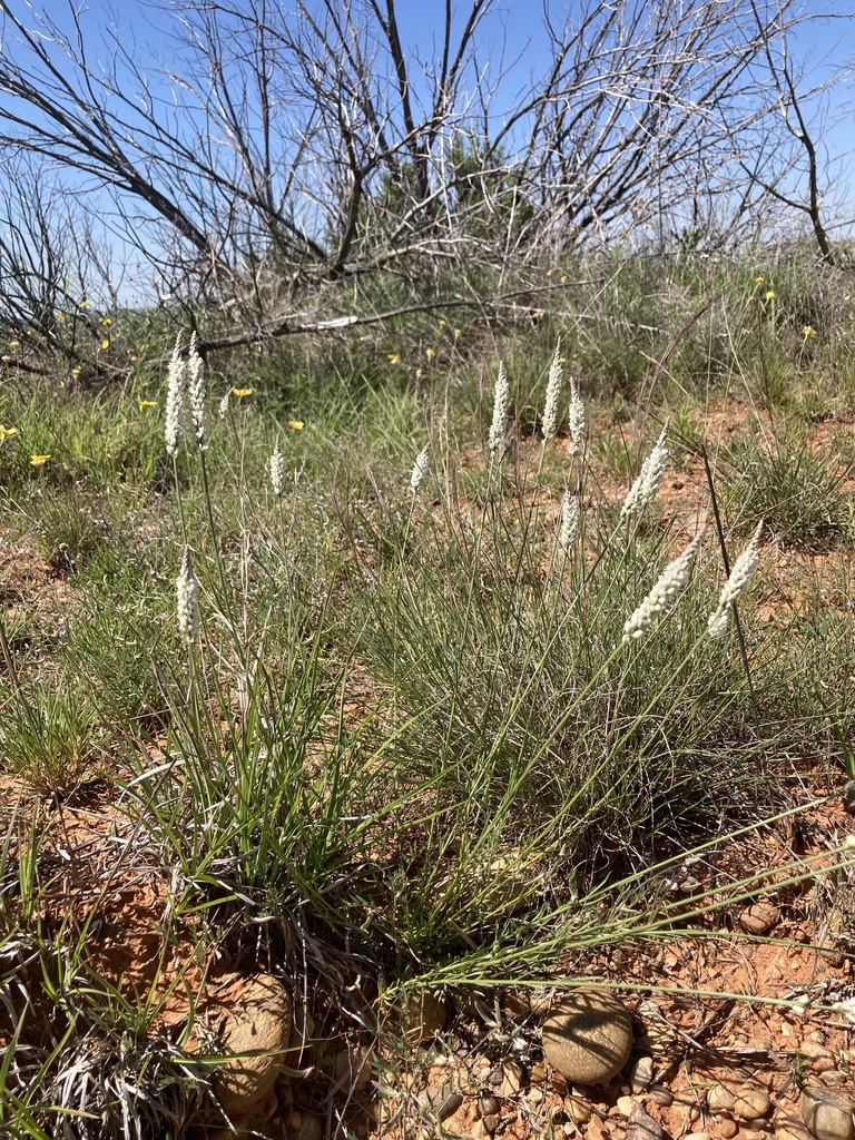 white milkwort from Paducah, TX, US on April 22, 2024 at 03:36 PM by ...