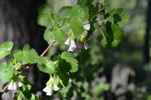 Ribes cereum var. cereum
