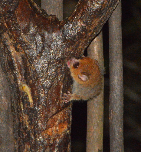 Rufous Mouse Lemur