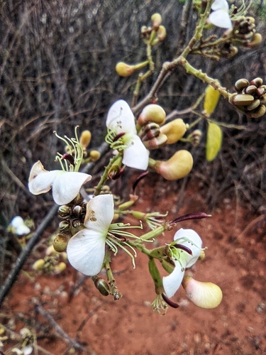Amburana cearensis (Allemão) A.C.Sm.