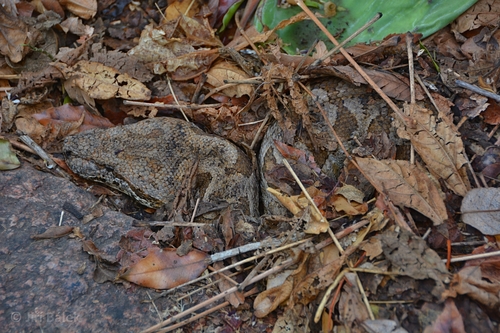 Dumeril's Boa
