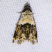 Tripudia dimidata - Photo (c) BJ Stacey, all rights reserved