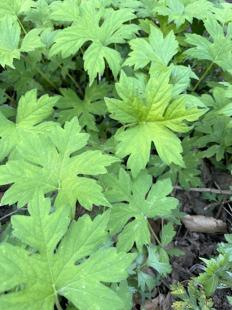 Broad-leaf Waterleaf from Frick Park, Pittsburgh, PA, US on April 22 ...