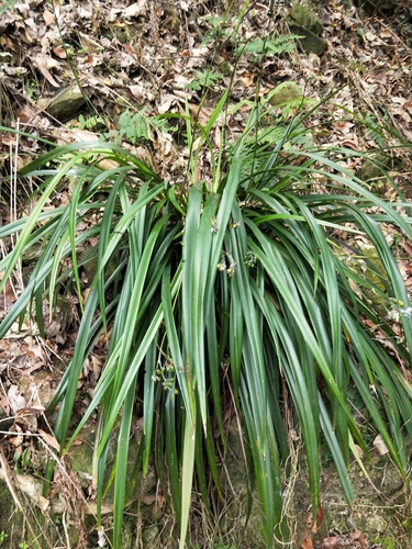cerulean flax-lily