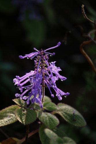 Plectranthus ambiguus (Bolus) Codd