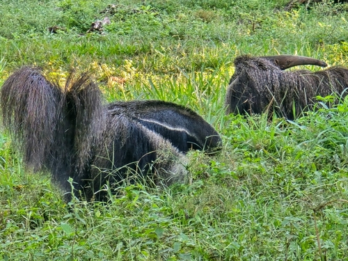 Giant Anteater