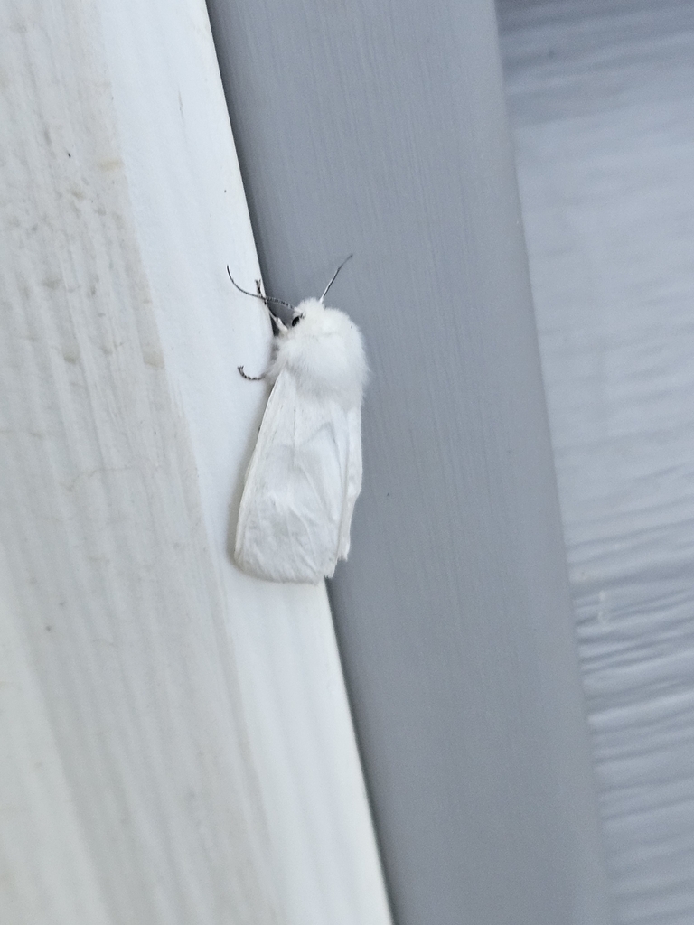 Fall Webworm Moth from Weaverville, NC 28787, USA on April 22, 2024 at ...