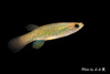 Golden Topminnow - Photo (c) Hanyang Ye, all rights reserved, uploaded by Hanyang Ye