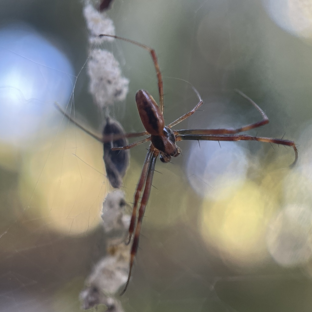 Orbweavers and Allies from Jamaica, Saint Ann, Middlesex County, JM on ...