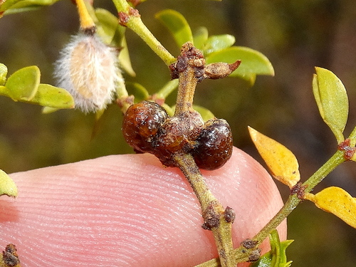 Creosote Resin Gall Midge (Asphondylia resinosa) · iNaturalist