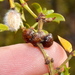 Creosote Resin Gall Midge - Photo (c) Jay Keller, all rights reserved, uploaded by Jay Keller