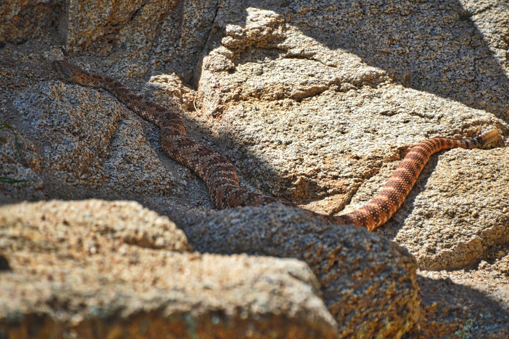 Southwestern Speckled Rattlesnake from Hidden Valley Nature Trail ...