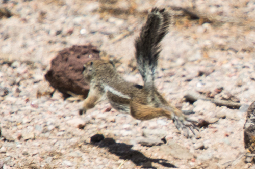 Harris' Antelope Squirrel