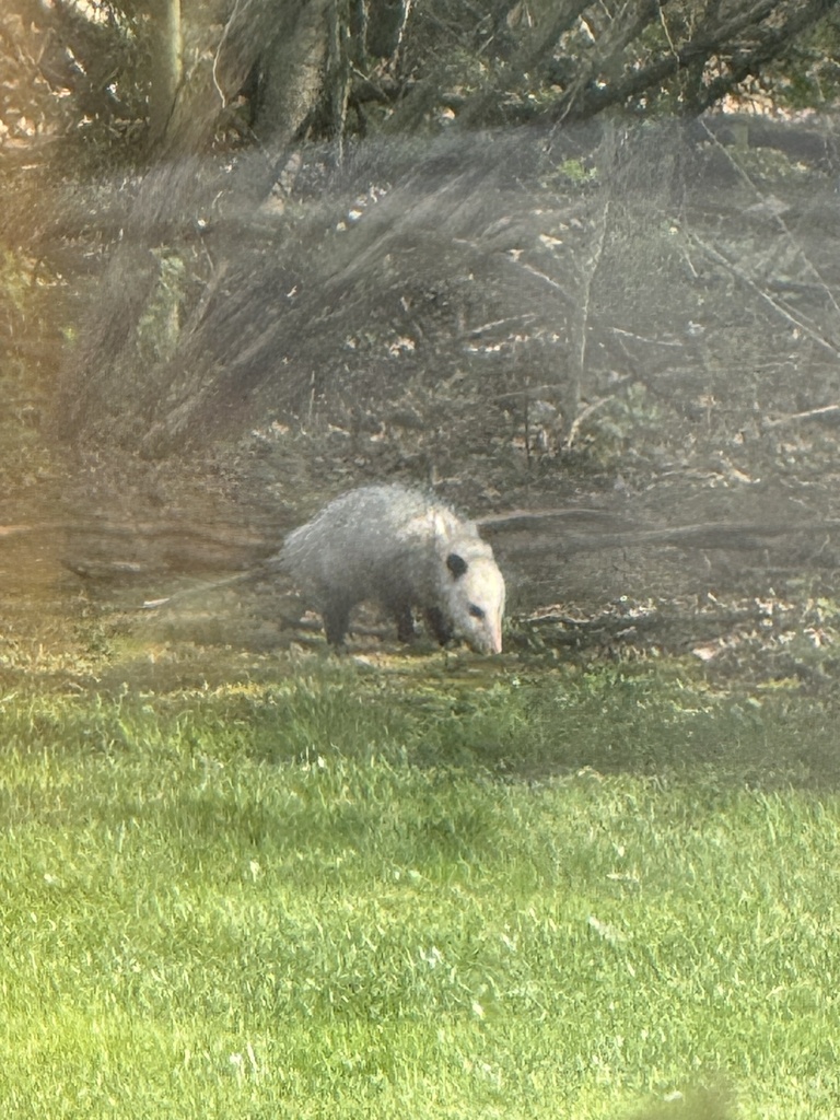 Virginia Opossum from Textile Rd, Ypsilanti, MI, US on April 21, 2024