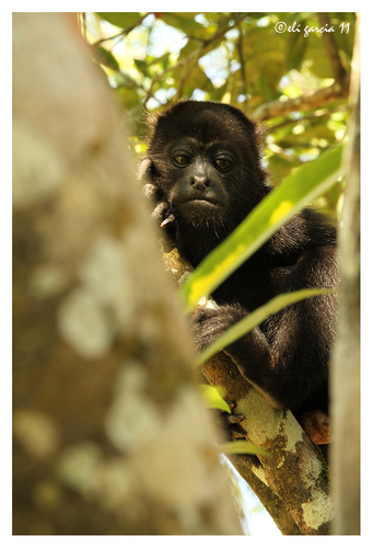 Yucatán Black Howler Monkey
