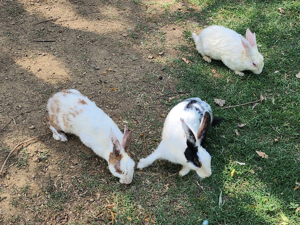 Palam Rabbit European Rabbit from G22M+FGH, Sector 12, Dharam Colony, Palam Vihar ...