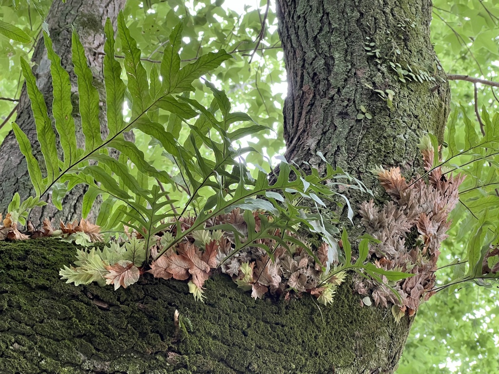 Drynaria roosii ハカマウラボシ Xiulin Drynaria roosii ハカマウラボシ Xiulin Drynaria roosii ハカマ