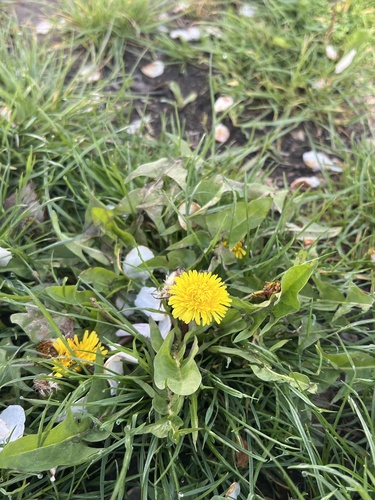 common dandelion