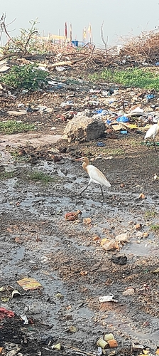 Eastern Cattle-Egret