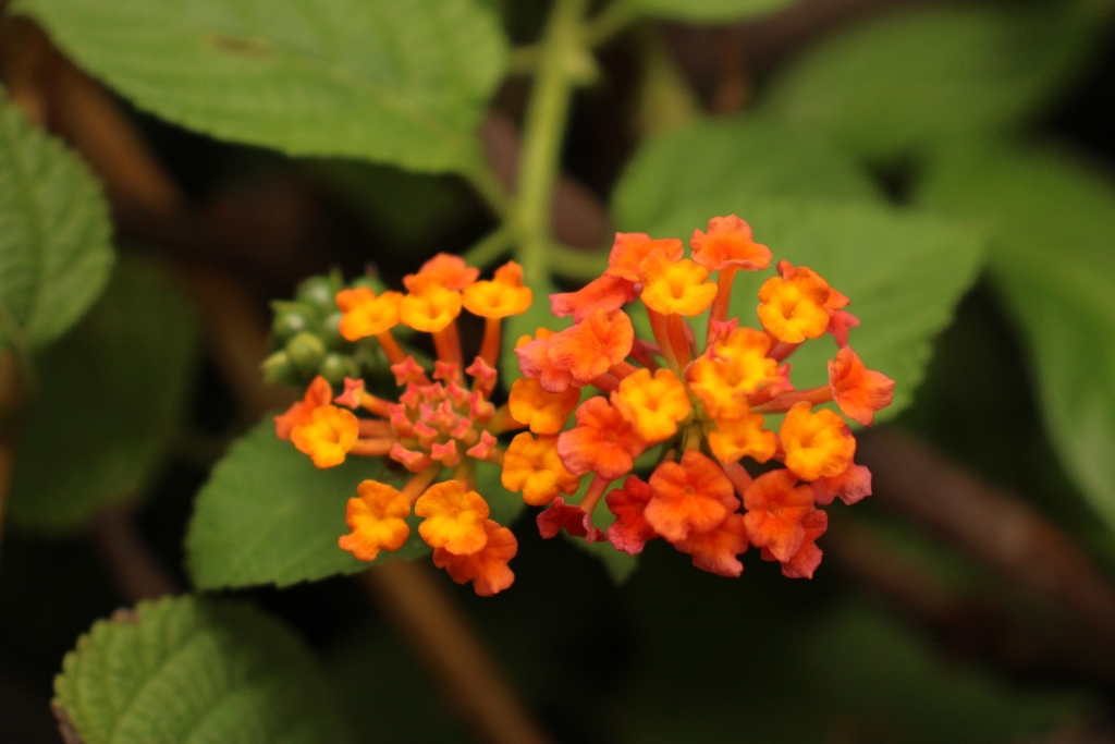 Lantana camara