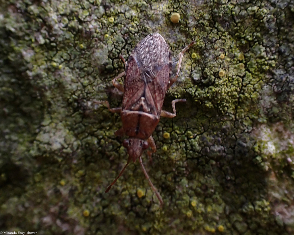 Orsillus depressus in February 2024 by Miranda Engelshoven · iNaturalist