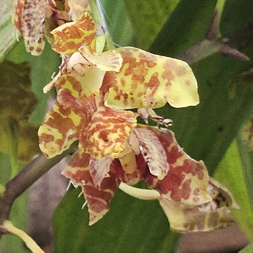 Rudolfiella bicornaria