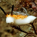 Tagalog Dorid - Photo (c) ilan Lubitz, all rights reserved, uploaded by ilan Lubitz