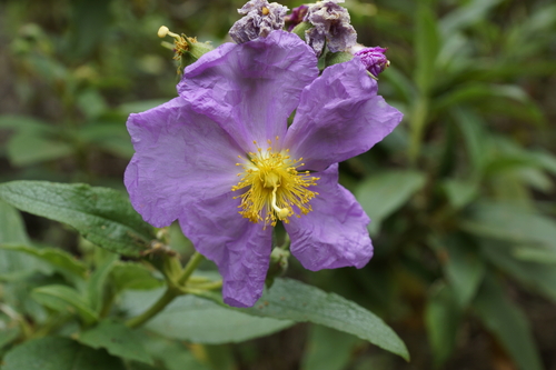 Cistus symphytifolius Lam.