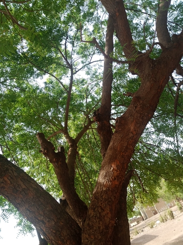 Neem