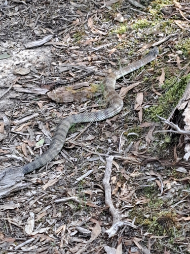 Tiger Snake sighting