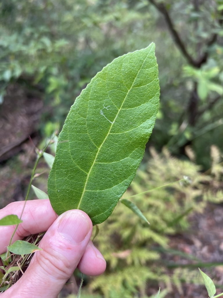 creek sandpaper fig from McKinley Pl, Cherrybrook, NSW, AU on December ...