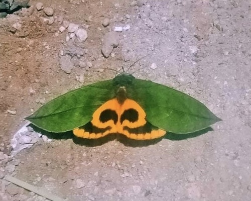 Eudocima sikhimensis