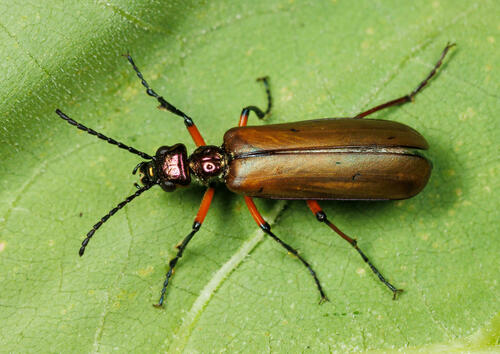 How to identify Lytta polita Say, 1824