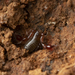 Pseudoscorpions - Photo (c) Jithesh Pai, all rights reserved, uploaded by Jithesh Pai