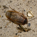 Boll’s Sandroach - Photo (c) Joseph Connors, all rights reserved, uploaded by Joseph Connors