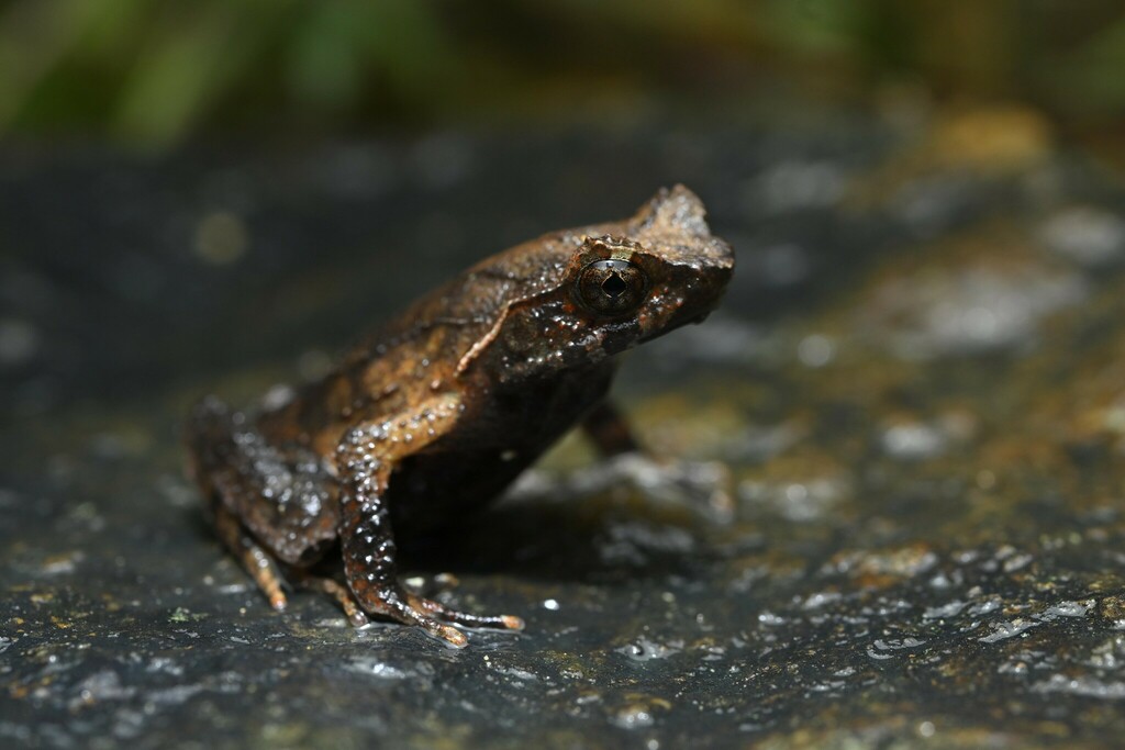 Hung-Ta Chang's Horned Toad (Boulenophrys hungtai)