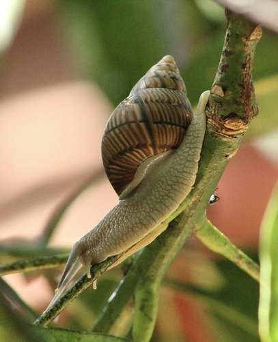 Orthalicus