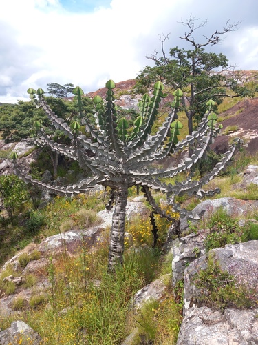 Euphorbia cooperi ussanguensis