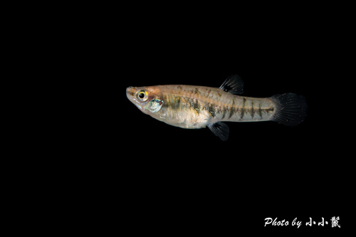 Least Killifish