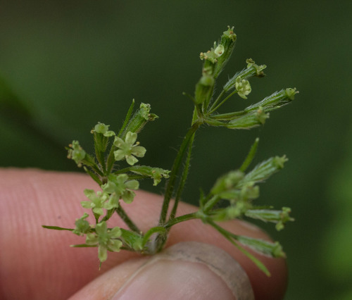 Mexican Sweetcicely (Osmorhiza mexicana)