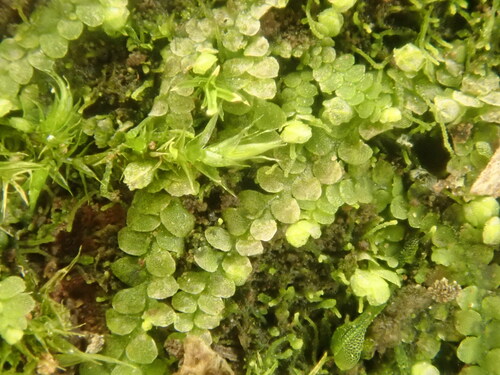 Lejeunea japonica